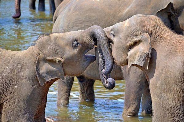 baby elephants