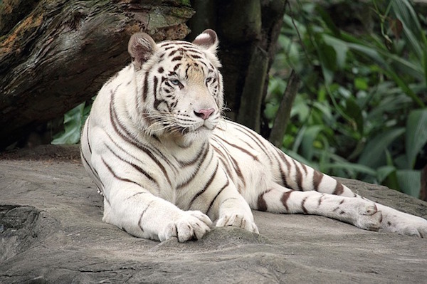 white-tiger-1513723_640